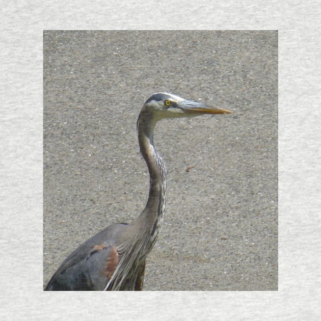 Driveway heron by AmyKalish